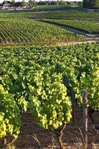 Which region in France is known for producing Bordeaux wines?