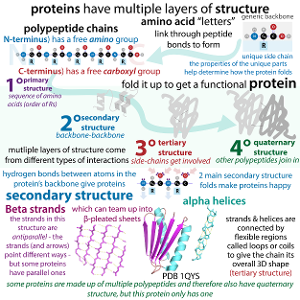 What is a primary function of protein?