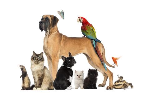 Which animal would you keep as a pet?