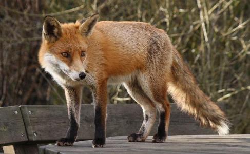 How many pounds does an average fox weigh?