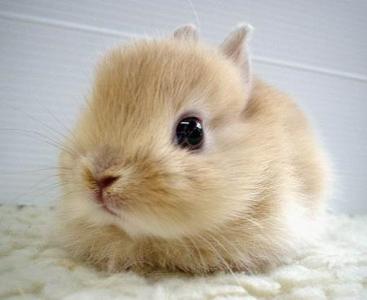 What is a baby rabbit?