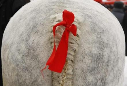 If you see a horse with a red ribbon on its tail, you would