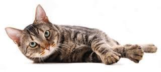 Roleplay time. Picture this- you are a thunderclan cat on a morning hunting patrol minding your own business when you scent clan cat on your territory, when you see him/her you notice they don't seem to have a hostile glare towards you and calmly lie there. You have seen this cat before and sort of fancy them. What do you do?