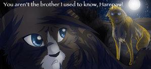 Ok so you HAVE to agree! Next time you meet the tom, someone follows you and is about to tell the clan, what do you do?