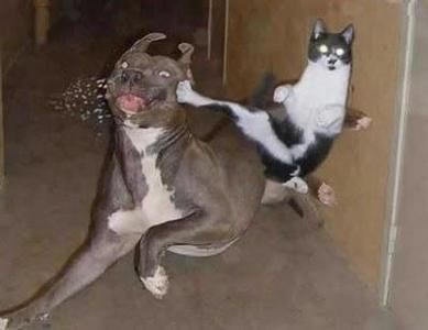 This...? Kung fu Kitty!