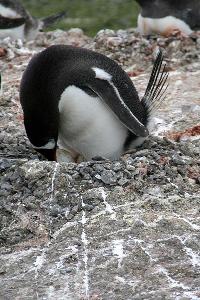 Which species of penguin is native to Antarctica?