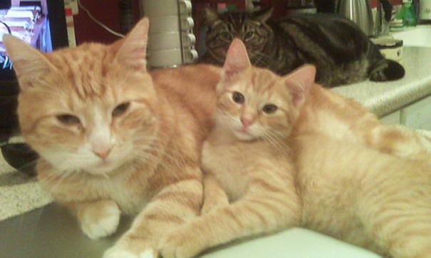 Would you want kits? or a mate? or a mate with kits?