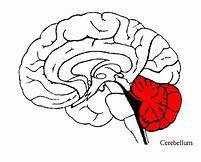 What is the function of cerebellum (easy)?