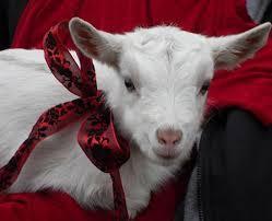If you got a goat as a pet what would you do?