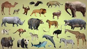 What's your favorite animal?