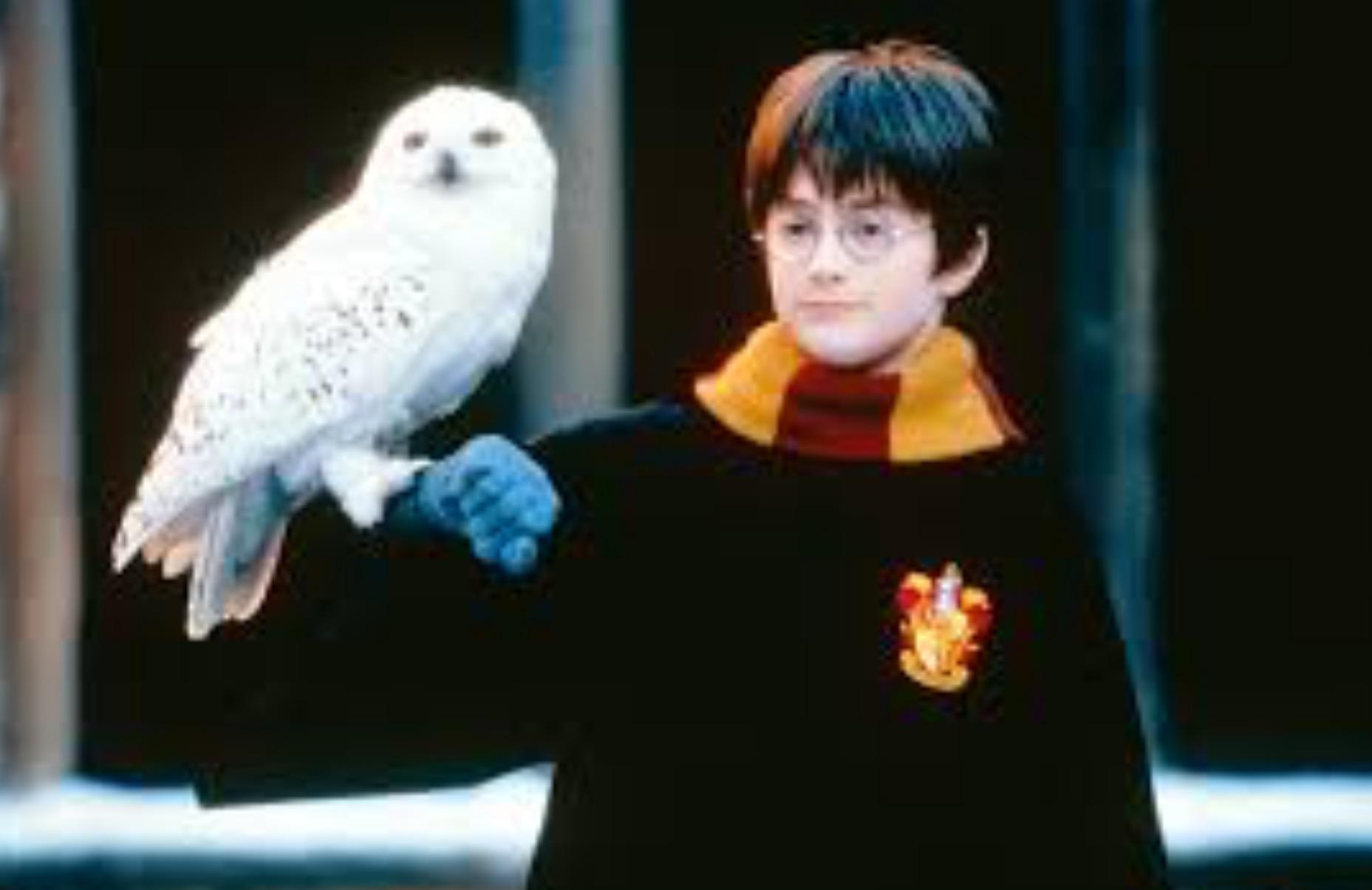 What would your pet be?