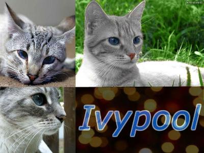 Question Four; Which Of These Events Did Ivypool Live To See?