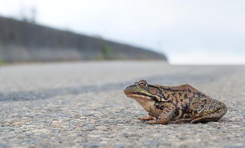 There is a frog in the road. You are on the highway and late for work. What would you do?