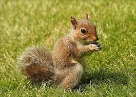 How would you think squirrel would taste?
