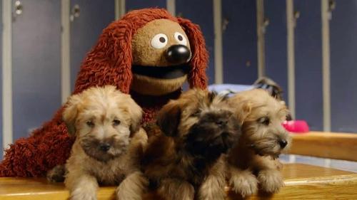 Does Rowlf play in the orchestra pit for The Muppet Show?