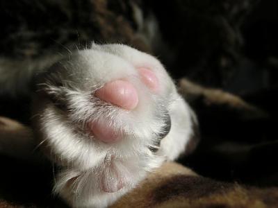 How many toes does a typical cat have on its front paws?