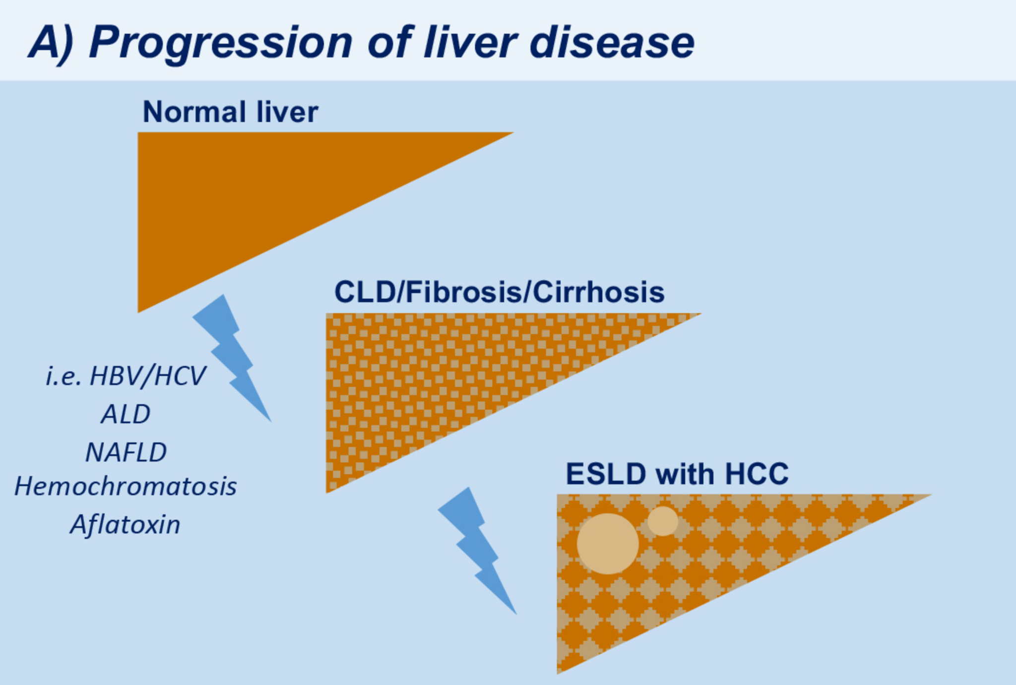 What is the name of the process by which the liver breaks down alcohol?