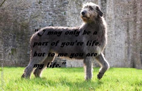 True or False?: The Irish Wolf Hound is the biggest dog (in the world).