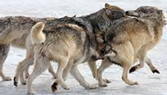 Are these wolves hunting, playing or travelling