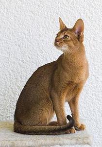 I am a breed of short haired domestic cats, with a tabby coat full of different colored strands of fur. I was first though to have originated from Abyssinia (now called Ethiopia), but New research shows I may have had originated by the Egyptian Coast. What Cat Breed am I?