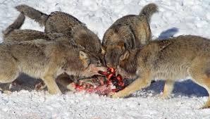 What are some animals wolves will eat?