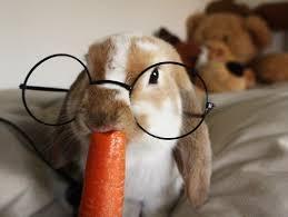 Are carrots actually sugary for bunnies?
