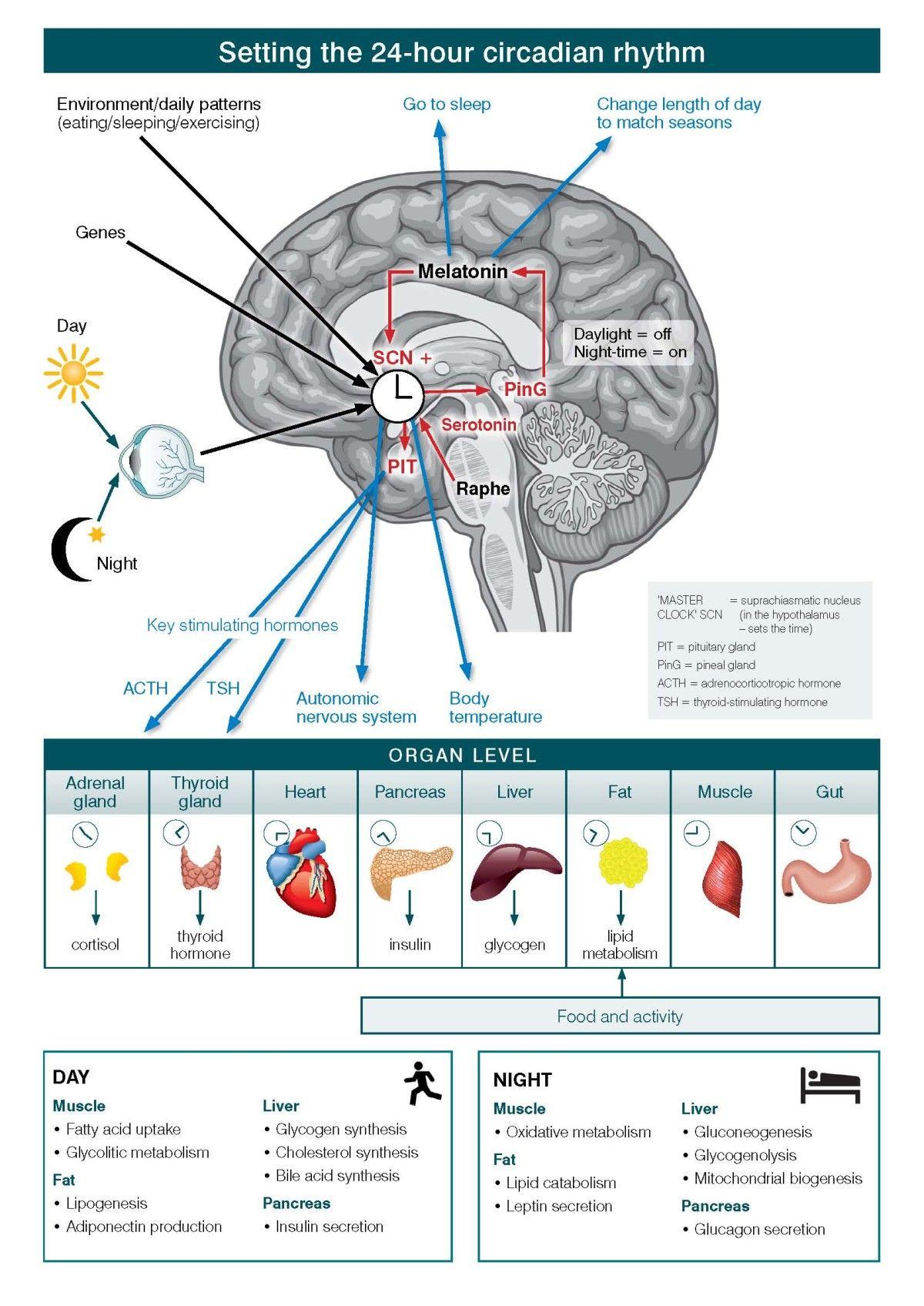 What hormone is released during sleep?