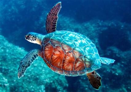 Which is another way some turtles can breathe?