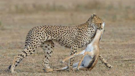 What is a cheetah's natural prey?
