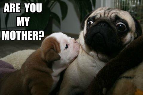 what pet do you want?