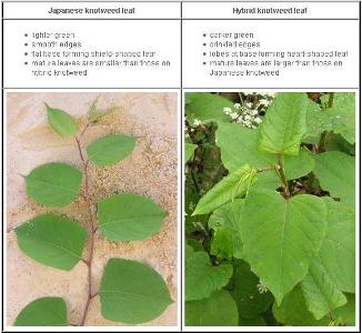 Which of the two Knotweed plant species can produce a hybrid?