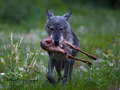 If you saw a wolf steal your catch for the pack, how do you react?
