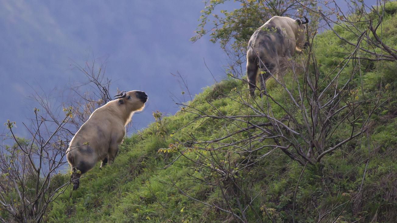 What is the largest land mammal in the world?