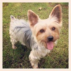 Am I an Animal lover? - Personality Quiz