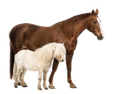 Do you prefer tall or small horses