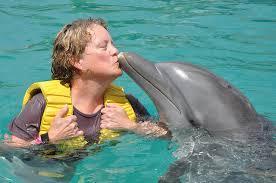 True Or False. Dolphins Have Large Brains For That Size Of There Bodies.