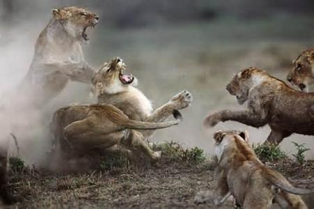 If you seen a large pride of lions fighting for territory and one of them was heading for you, How would you react?