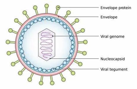 Which of the following is NOT a characteristic of viruses?