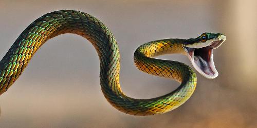 How many species of snakes are venomous?