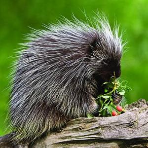 What is a group of porcupines called?