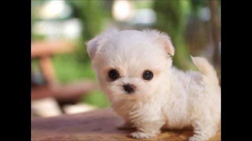 Is this lil' puppy cute or not?!