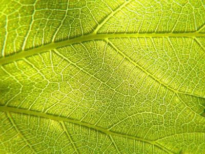 Where does photosynthesis primarily occur in plants?