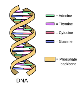 What is the basic unit of DNA structure?