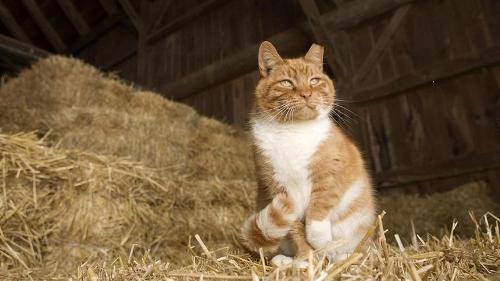 The barn cat has snuck into your stall and is sleeping on your hay! That's your dinner; what do you do?