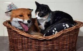 Are foxes like felines?