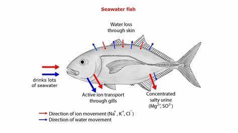 What is the process of converting saltwater to freshwater called?
