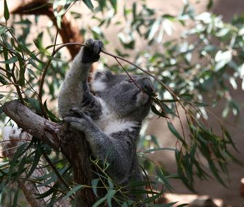 What type of eater are koalas?