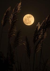 How do you handle full moon nights?