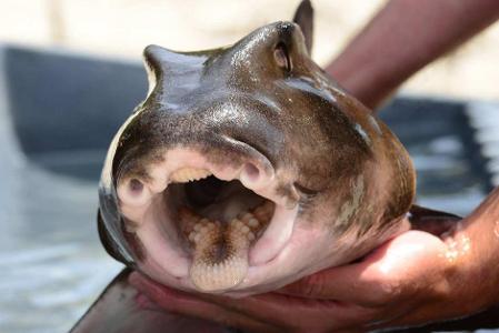 Which continent do port jackson sharks live in?