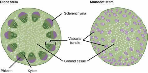 The vascular tissue found in angiosperms is comprised of ______ cells.